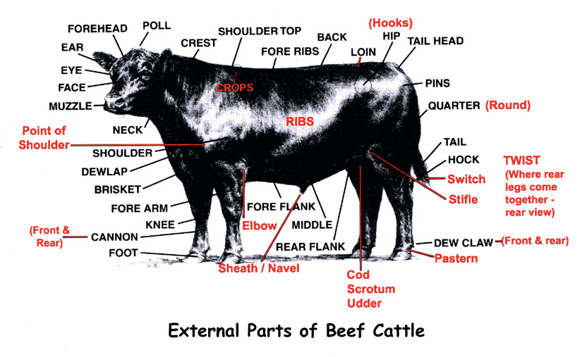 Cattle - Colton's home page